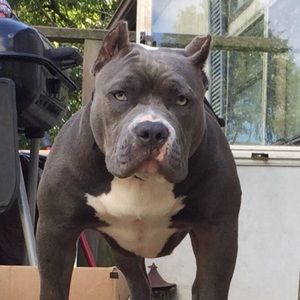 Meet your Posher, Chevelle the